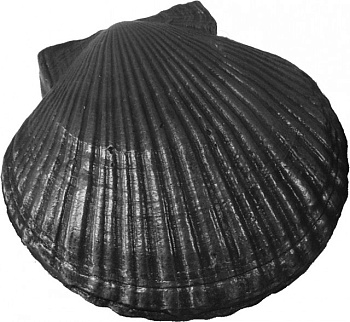 Камень чугунный Ракушка